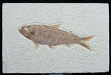 Knightia Fossil Fish - Wyoming #7587-1